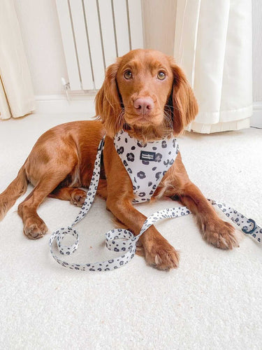 leopard print dog harness set
